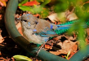 Boranup Forest, Western Australia, Blue Wren
