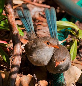 Boranup Forest, Western Australia, Juvenile Blue Wrens
