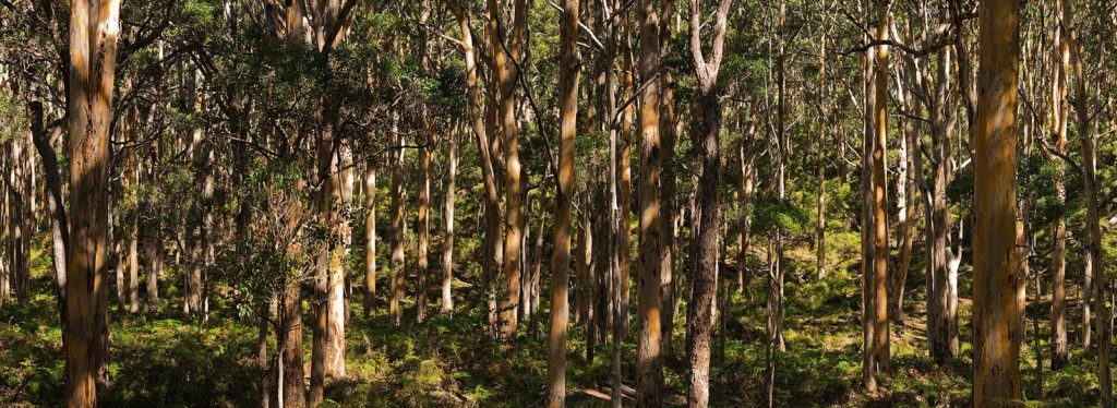Boranup Forest, Western Australia, Panorama, Karri trees
