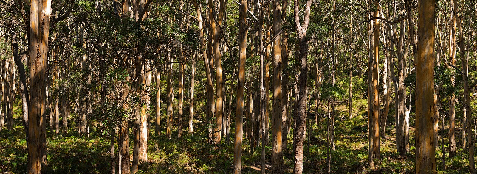 Boranup Forest, Western Australia, Panorama, Karri trees