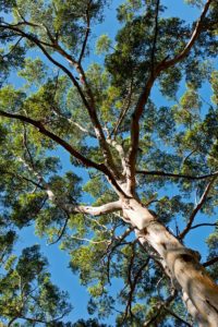 Boranup Forest, Western Australia, Karri tree