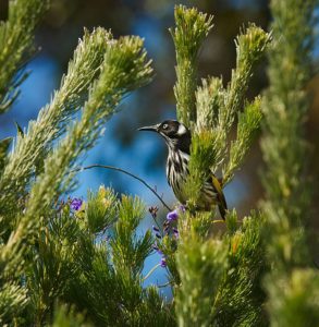 Boranup Gallery, Western Australia, Bird