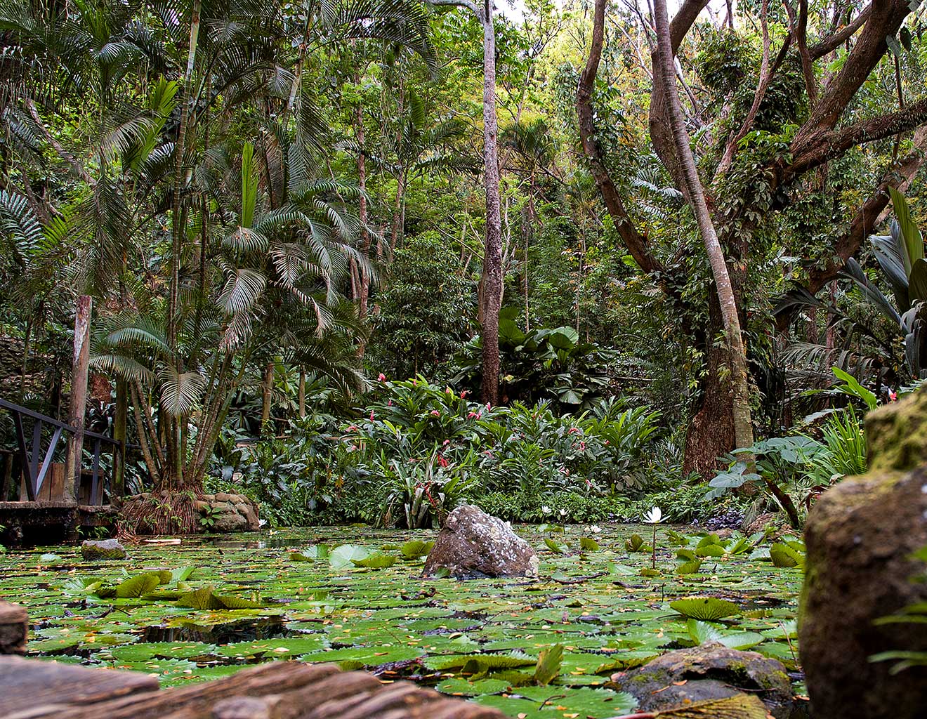 Fiji, Water pond, Lilies