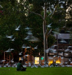 Melbourne, Victoria, Australia, evening, seagulls, motion