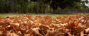 Denmark, Western Australia, autumn, leaves