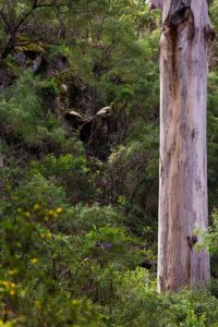 Boranup Forest, Western Australia