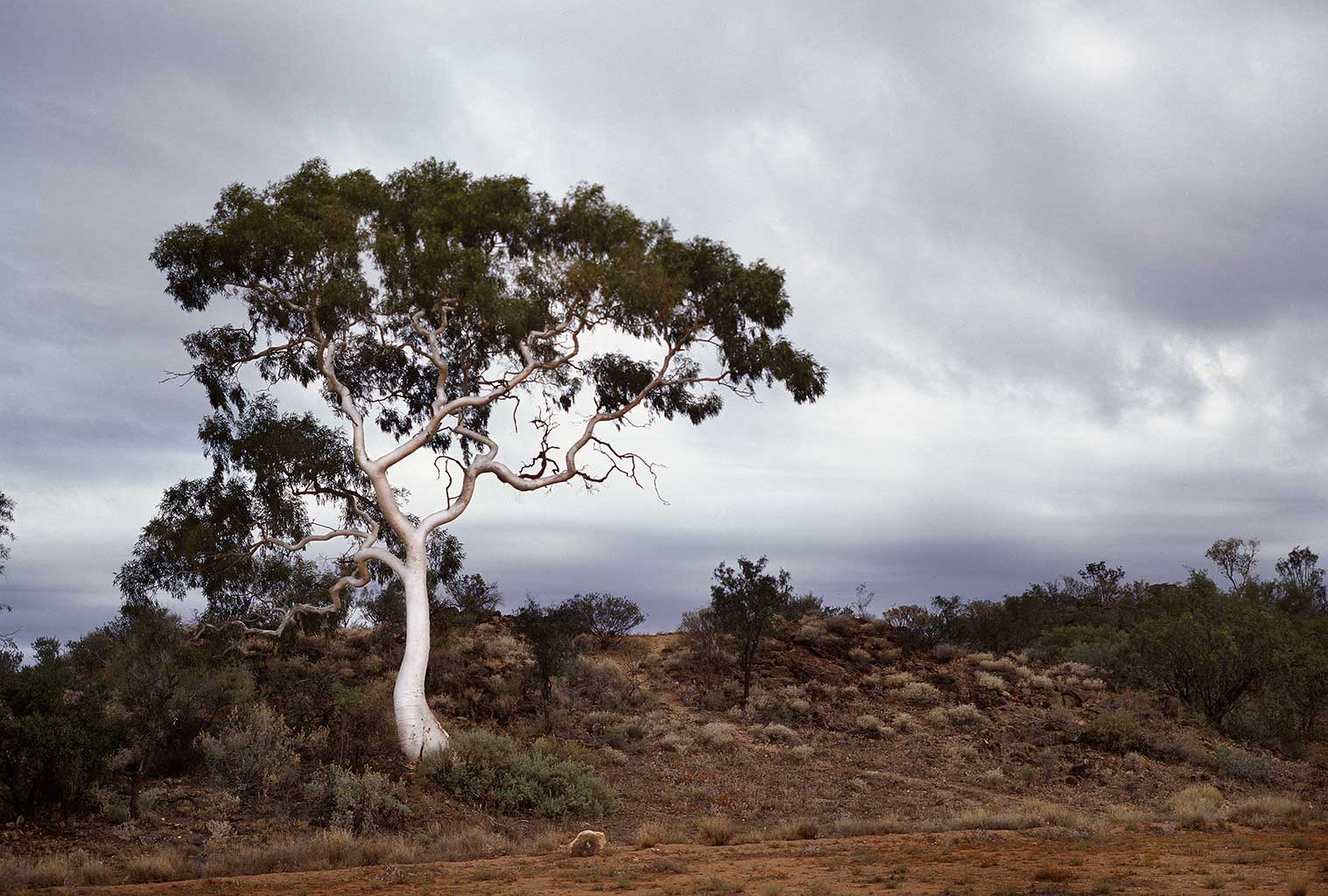 Ghost Gum, Central Australia, Northern Territory