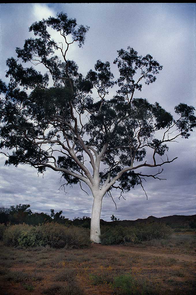 Ghost Gum, Central Australia, Northern Territory