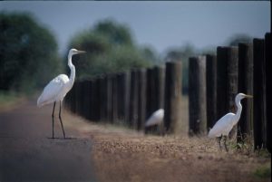 Fogg Dam Reserve, Northern Territory, Australia, Ibis