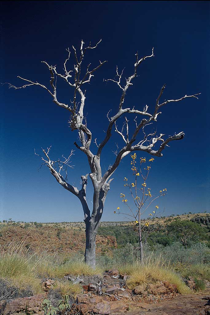 Gibb River Road, Kimberley, Western Australia, Kapok Tree