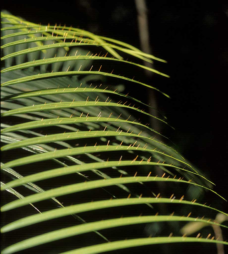 Palm, spikes, tropical
