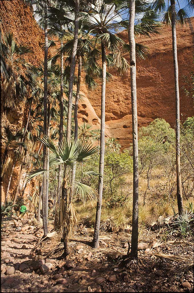 Palm Valley, Purnululu National Park, Kimberley, Western Australia