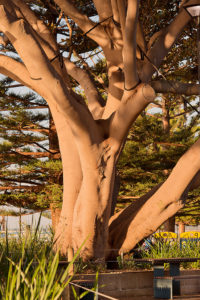 FigTreeAtSunset_(4290_1)