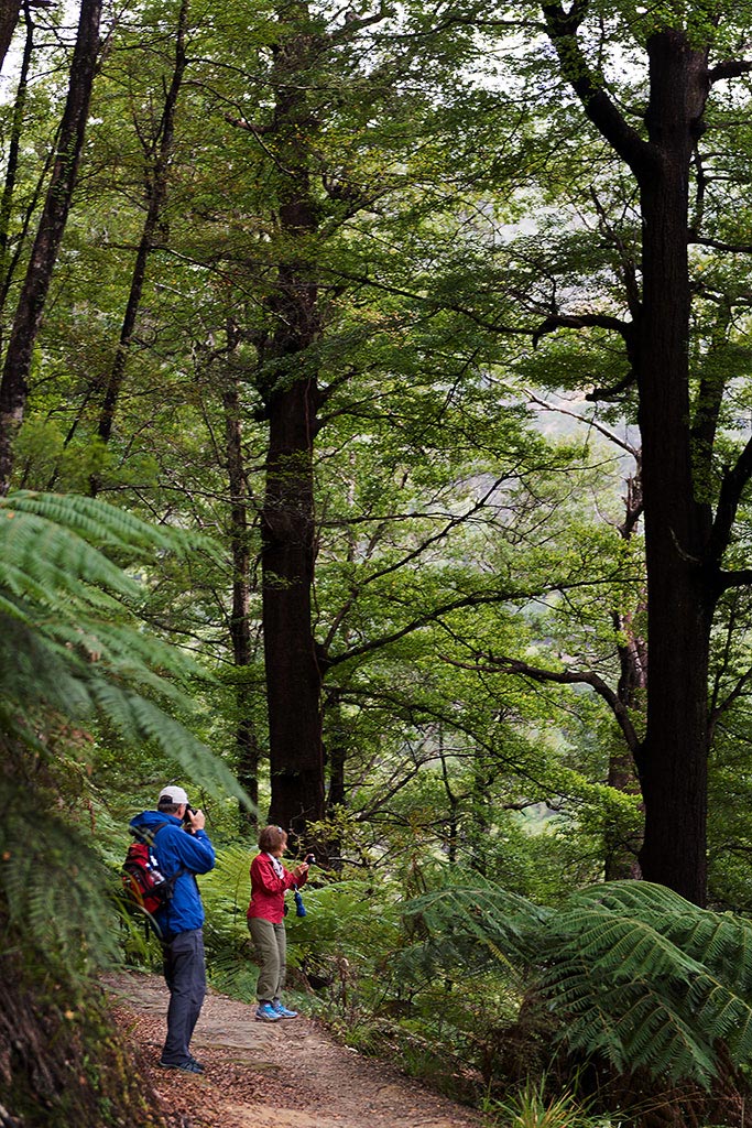 Picton, New Zealand, treking