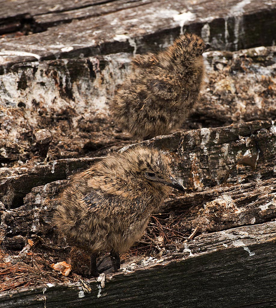 Seagull chicks, Busselton Jetty, Busselton, Western Australia